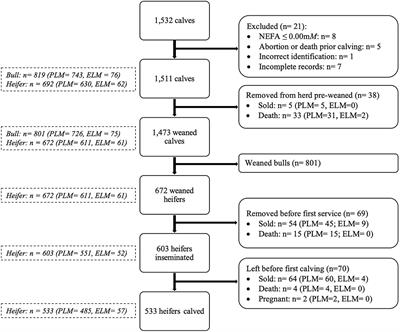 Association of maternal late-gestation lipid mobilization and their offspring's disease risk during the pre-weaned period and performance through first lactation: A cohort study in a dairy herd
